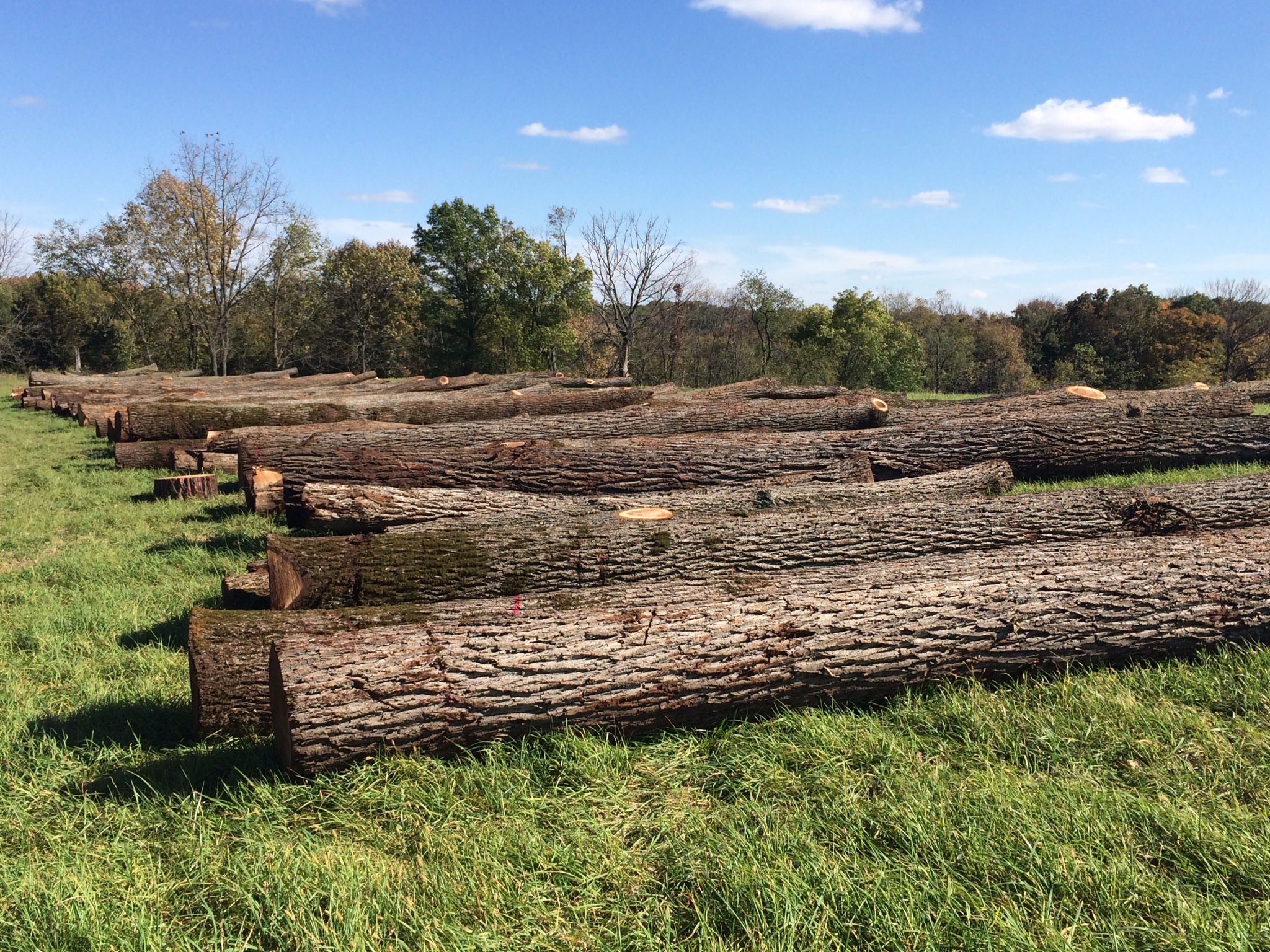 Log Purchasing | Midwest Hardwood Company